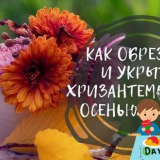 Chryzantémy na podzim: péče a příprava na zimní úkryt